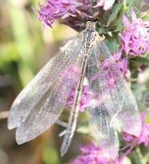Brachynemurus