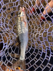 Semotilus corporalis