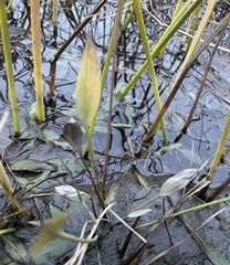 Alisma gramineum