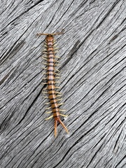 Ethmostigmus rubripes