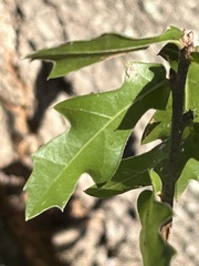 Quercus hemisphaerica