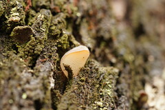 Pseudohydnum tasmanicum