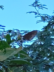 Euploea core