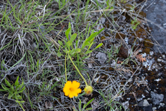Coreopsis lanceolata