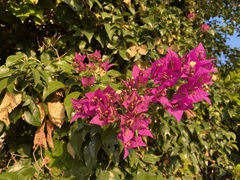 Bougainvillea