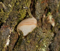 Pseudohydnum tasmanicum