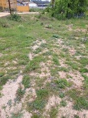 Calydorea xiphioides