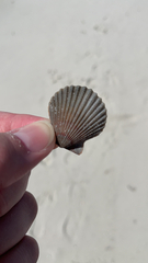 Argopecten irradians