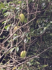 Stauntonia hexaphylla