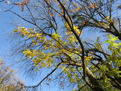 Fraxinus pennsylvanica lanceolata