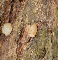 Pseudohydnum tasmanicum