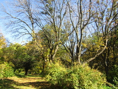 Fraxinus pennsylvanica lanceolata