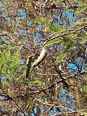 Vachellia pennatula