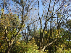 Fraxinus pennsylvanica lanceolata
