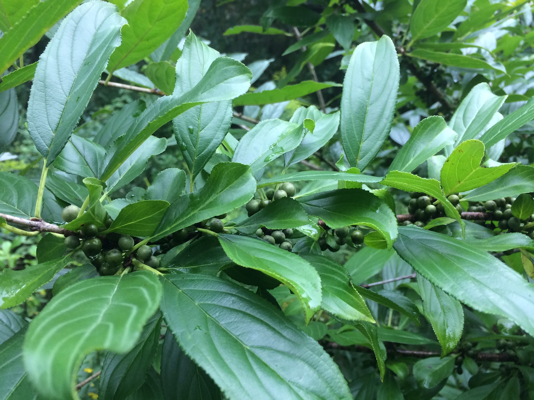 Frozen Green Buckthorn (Rhamnus utilis)