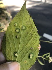 Pachypsylla celtidisasterisca