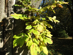 Fraxinus pennsylvanica lanceolata