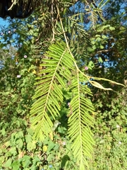 Vachellia pennatula