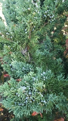 Juniperus