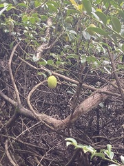 Stauntonia hexaphylla