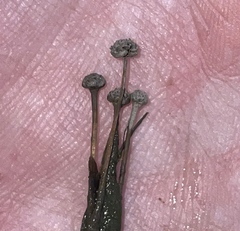 Eriocaulon parkeri
