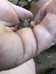 Hyla versicolor