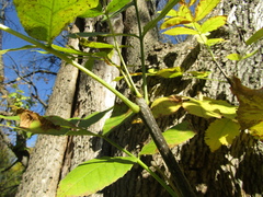 Fraxinus pennsylvanica lanceolata
