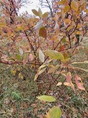 Cornus sericea