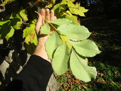 Fraxinus pennsylvanica lanceolata