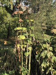 Pachypsylla celtidisasterisca