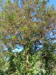 Vachellia pennatula