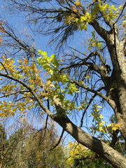 Fraxinus pennsylvanica lanceolata