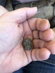 Hyla versicolor