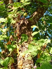Vachellia pennatula