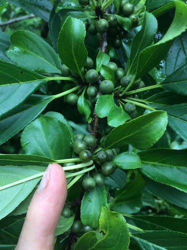 Rhamnus utilis, photograph 4