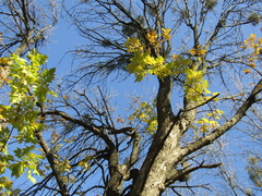 Fraxinus pennsylvanica lanceolata