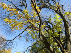 Fraxinus pennsylvanica lanceolata