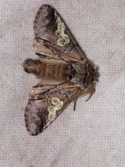 Diloba caeruleocephala