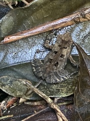 Rhinella ornata