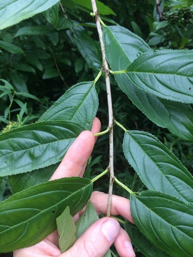 Rhamnus utilis, photograph 5