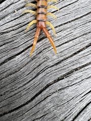 Ethmostigmus rubripes