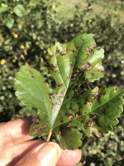 Cercospora moricola