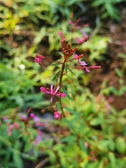 Lopezia racemosa