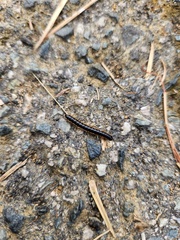 Diplopoda