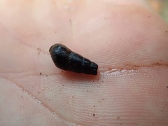 Juga plicifera