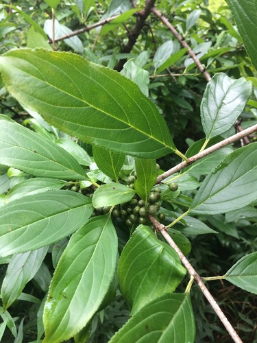 Rhamnus utilis, photograph 2