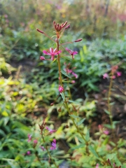 Lopezia racemosa