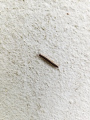 Diplopoda