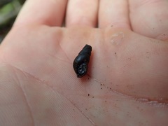 Juga plicifera