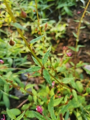 Lopezia racemosa